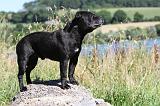 STAFFIE 214